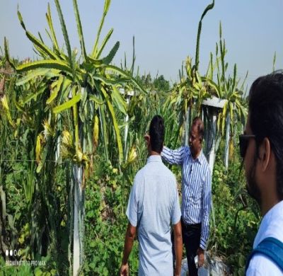 Increase in sweetness and yield