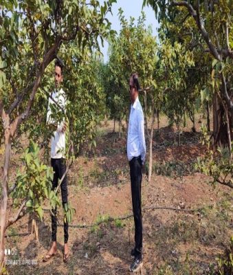 Increase in sweetness and yield