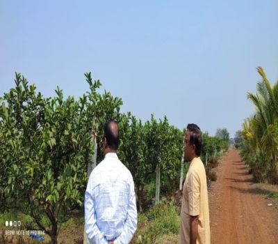 Increase in sweetness and yield