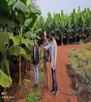 Increase in yield  Improved fruit size and quality